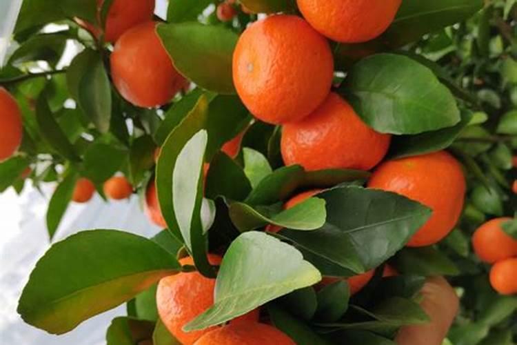 栀子花可以用复合肥吗