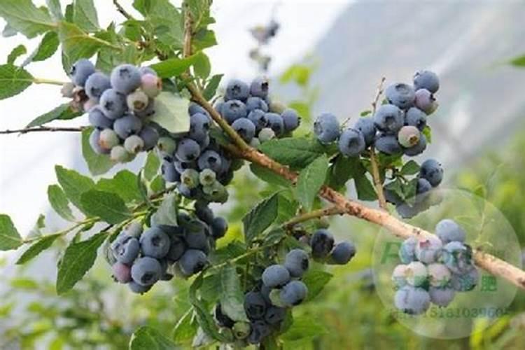 栀子花可以用复合肥吗