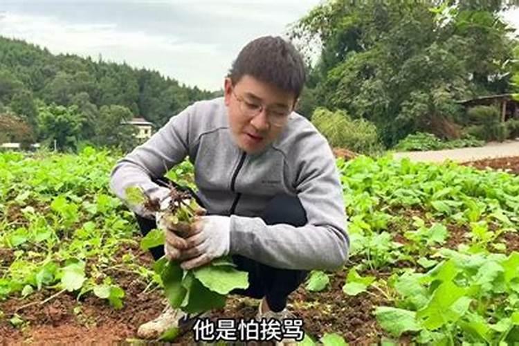 纽荷尔脐橙十月份能打矿物油吗