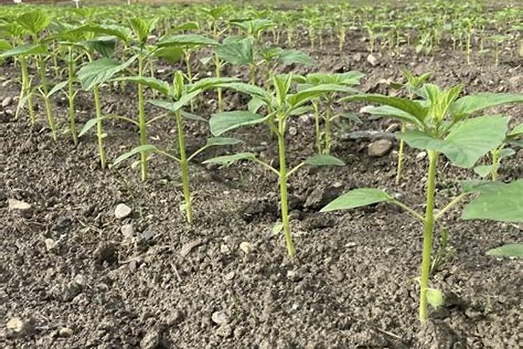 杭州鸿沃肥料科技有限公司怎么样？