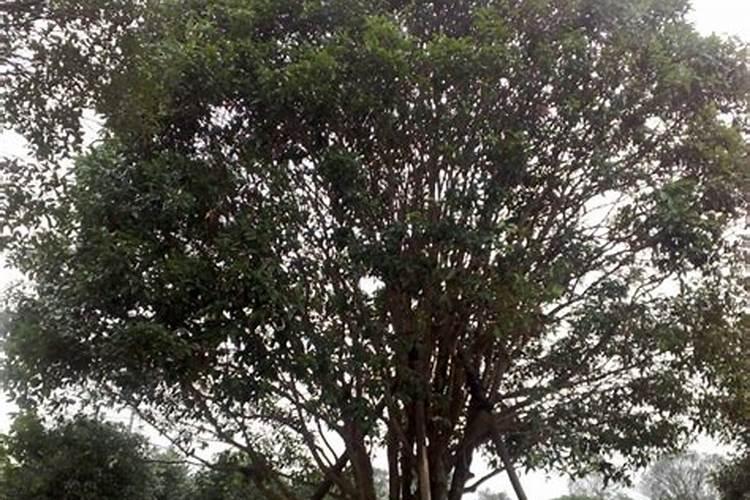 播冬小麦底肥用什么肥最好