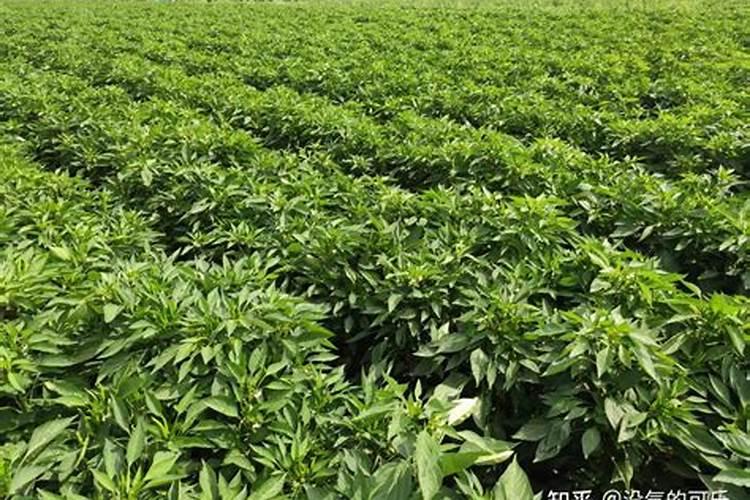 水稻什么时候喷硼肥 有什么好处