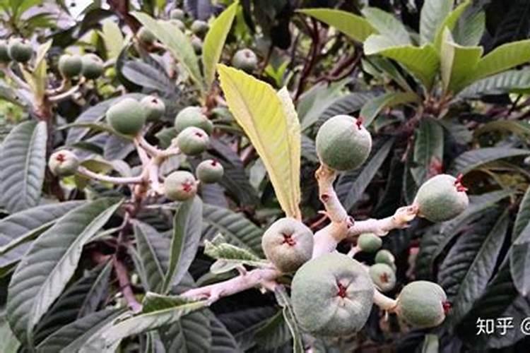 牡丹花打花苞需要修剪叶子吗？