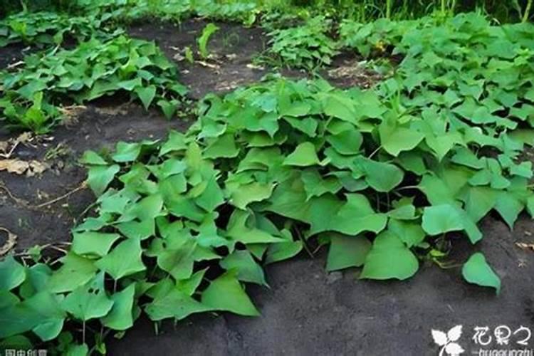 苹果树什么时间施肥好？苹果树膨果期施肥注意事项