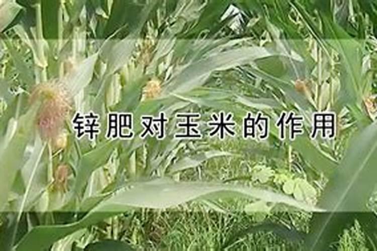 金桔使用什么肥料最好