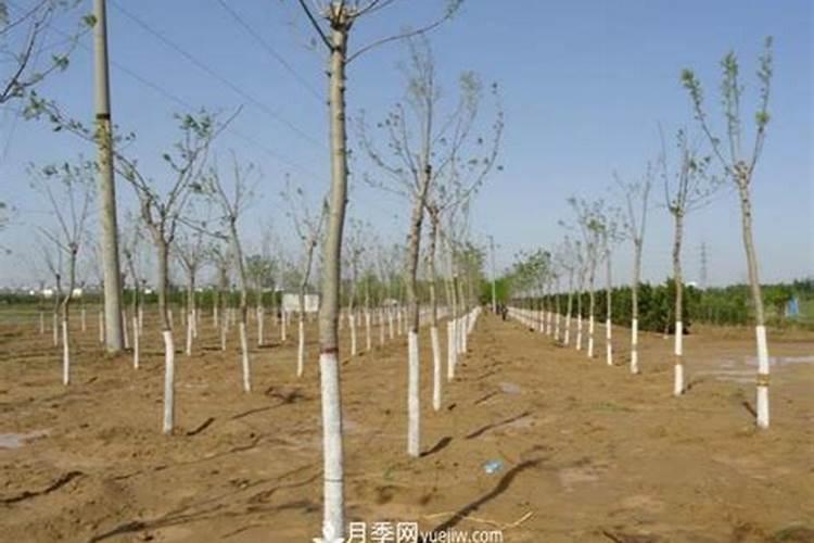 玉米肥害的典型症状,防治方法,救治措施