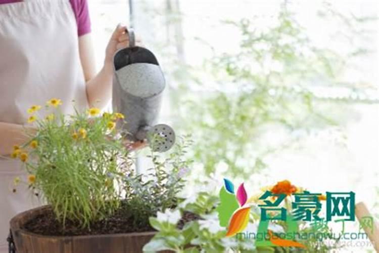 金桔树开花后落果怎么补救 解决方法有哪些