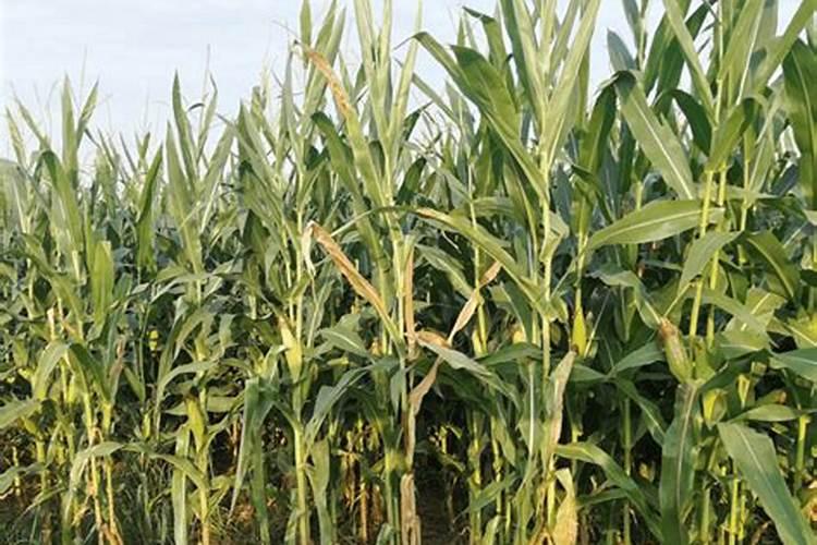 硼肥使用方法与用量