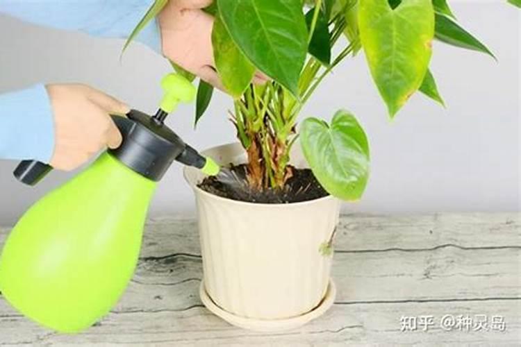 花叶喷什么又绿又亮