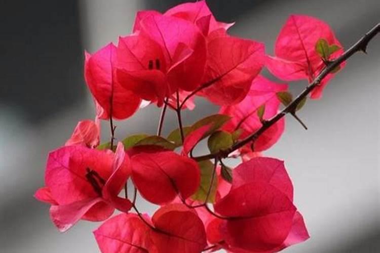 三角梅需要什么肥料最好