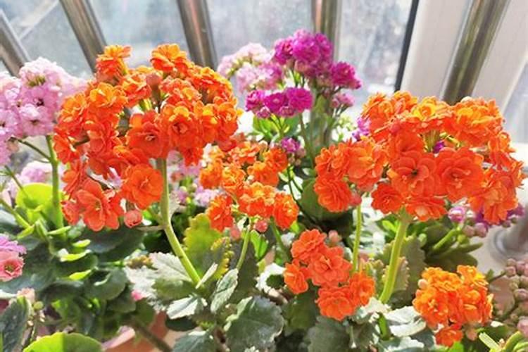 长寿花施肥方法 要注意什么