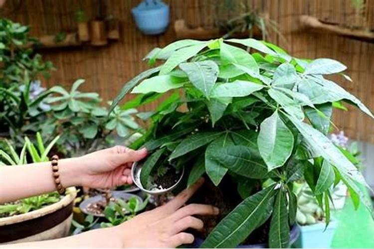 清香木施什么肥长叶子