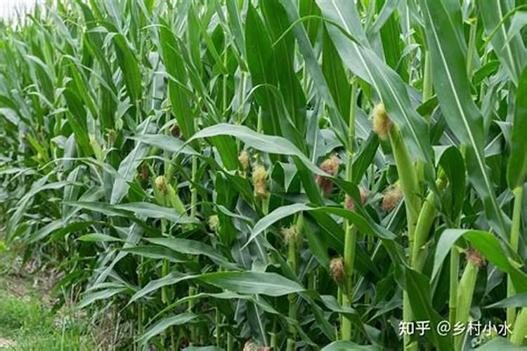 玉米什么时候施肥好 追啥肥料好