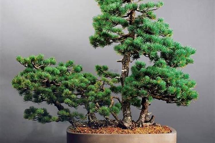 五针松需要什么肥料 五针松需要施什么肥料