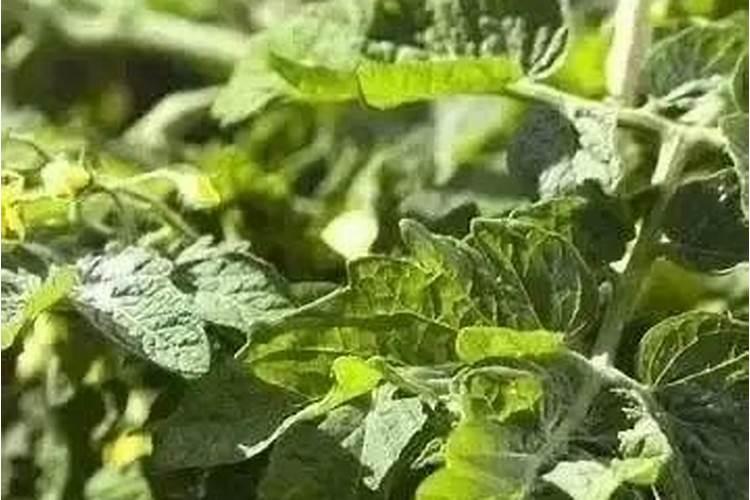 桂花树需要上什么肥料