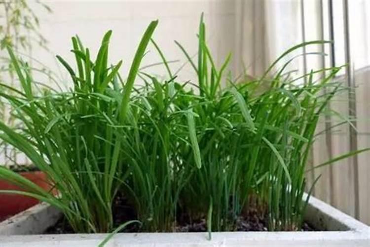 马铃薯膨大期用什么肥料吸收好？马铃薯结果期用什么水溶肥效果好？