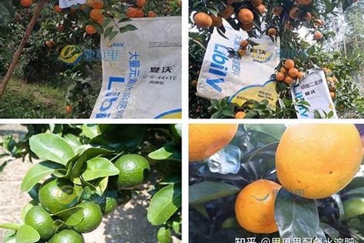 如何施用硼肥？