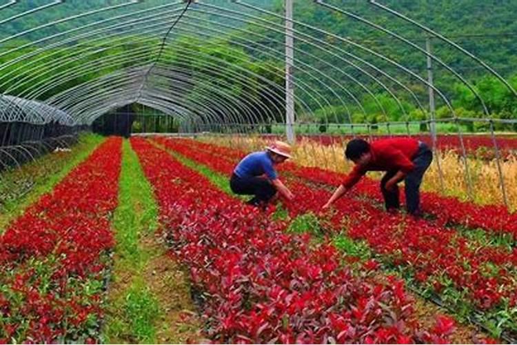 香瓜子怎么催芽