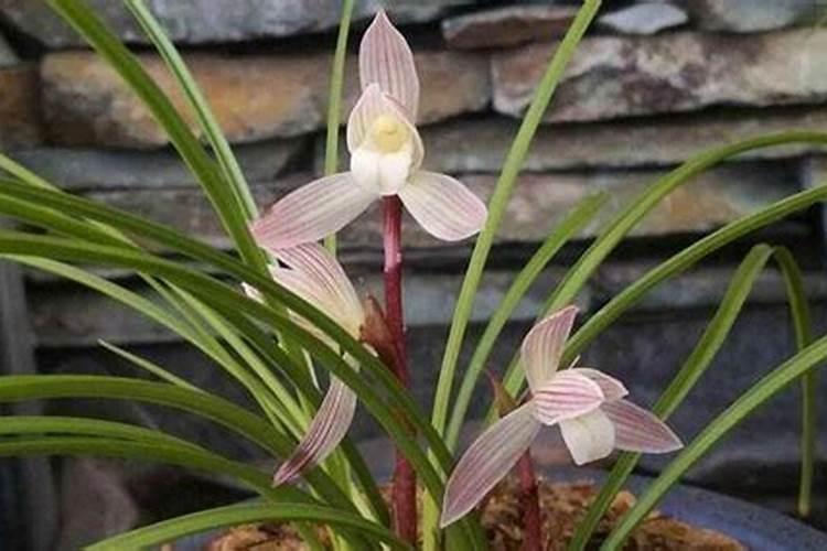 磷酸氢二铵特点