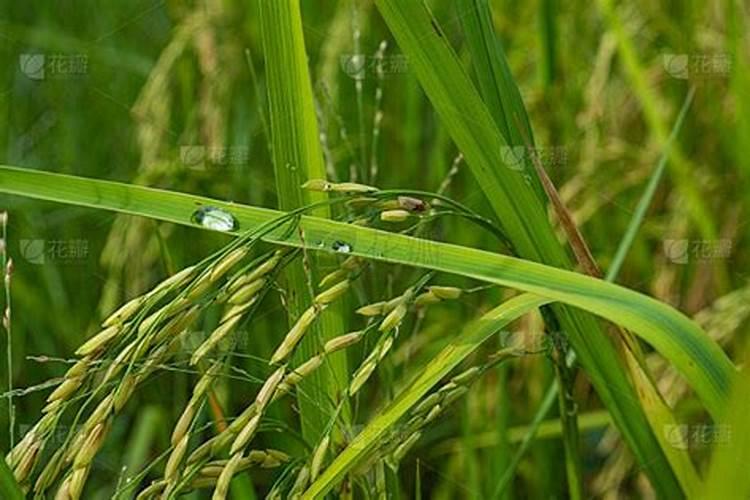 水稻红叶病用什么药