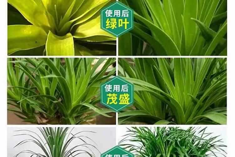 蓝莓最忌三种肥料