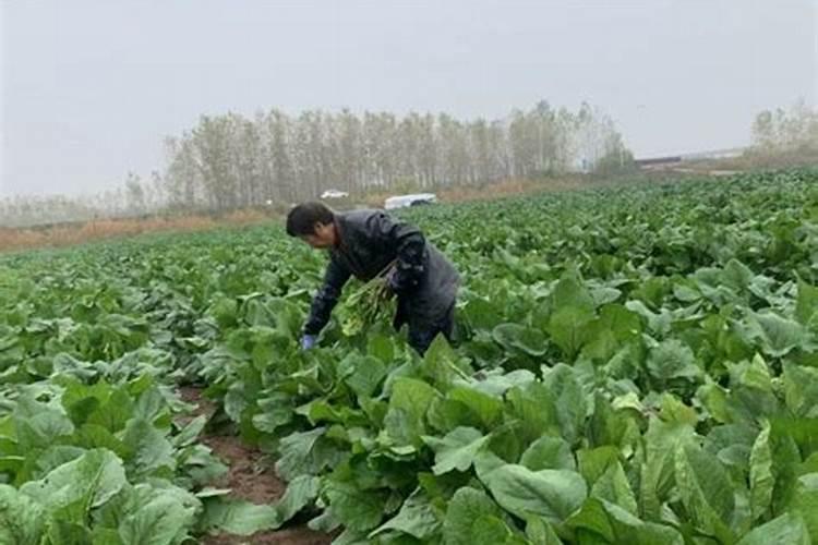 多肽尿素是有机肥还是无机肥？长期施用好不好？