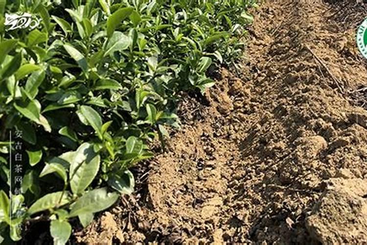 种植茶叶要注意的事项