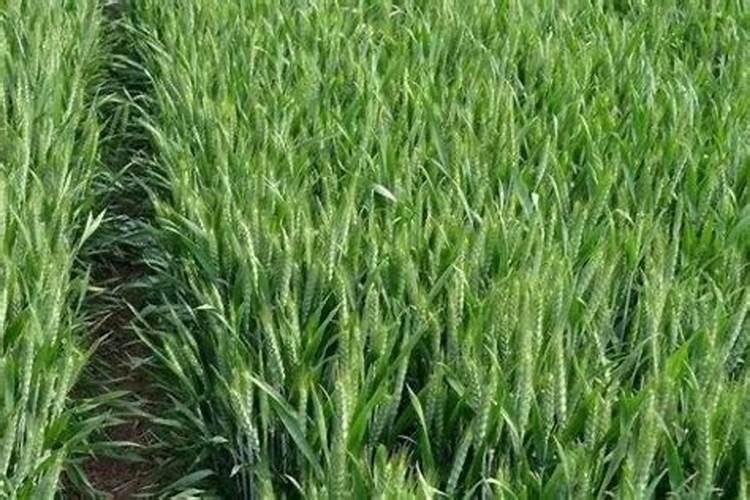 香蕉是高钾食物,每100克香蕉约含钾多少mg？