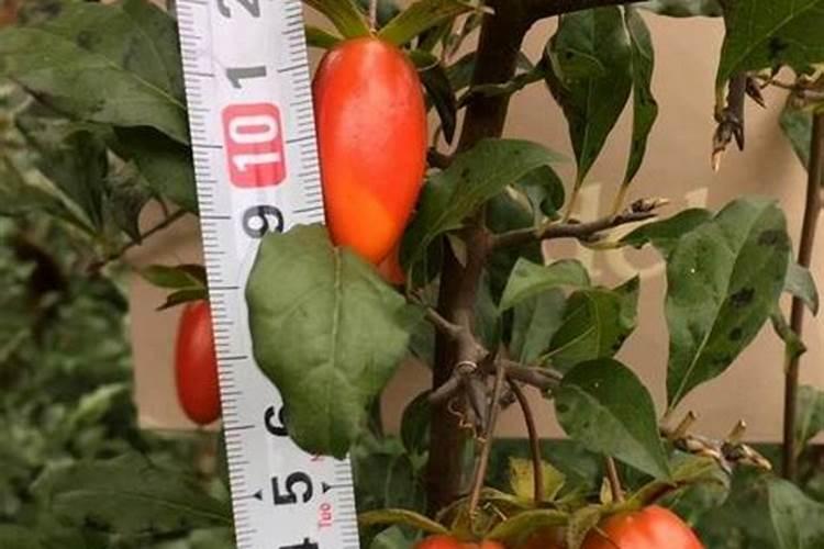 土豆发芽后种在土里能长吗