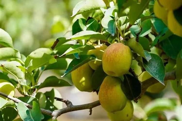 种植梨果出现的问题