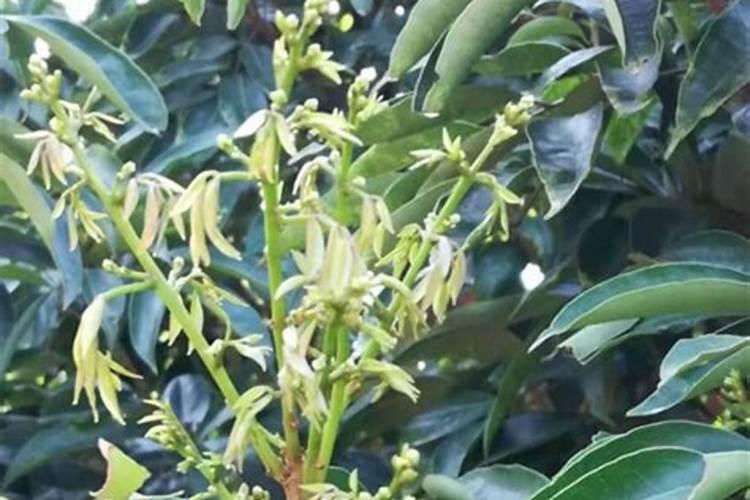 荔枝秋季管理方法