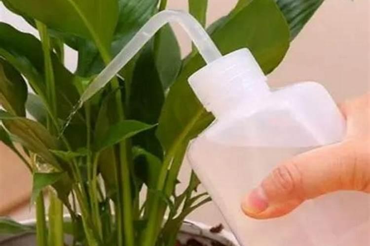 赤霉素的注意事项