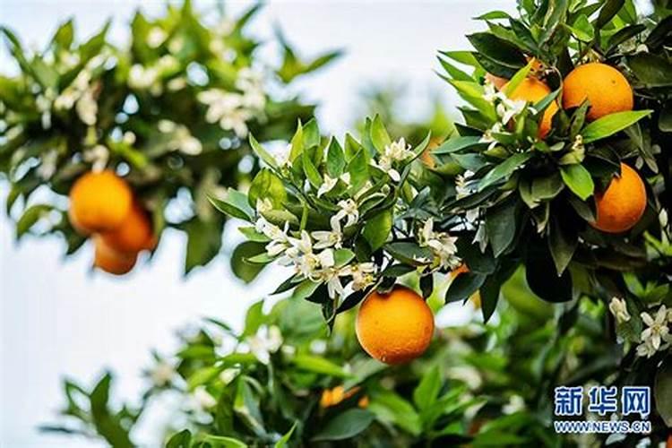 柑橘保花保果用什么药最好