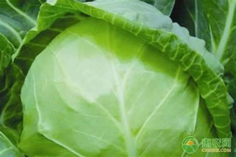 包心菜施什么肥最好