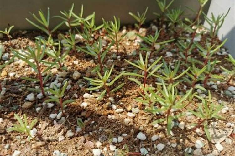 盆栽植物怎么施肥 多久浇一次水