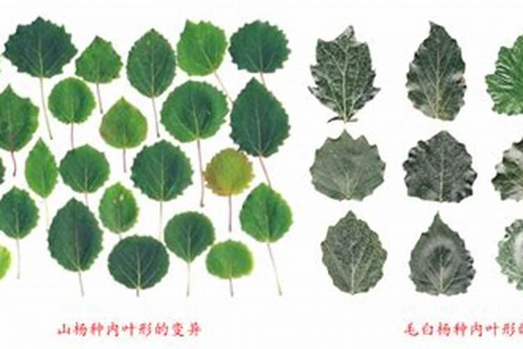 杨树用什么肥料长得快