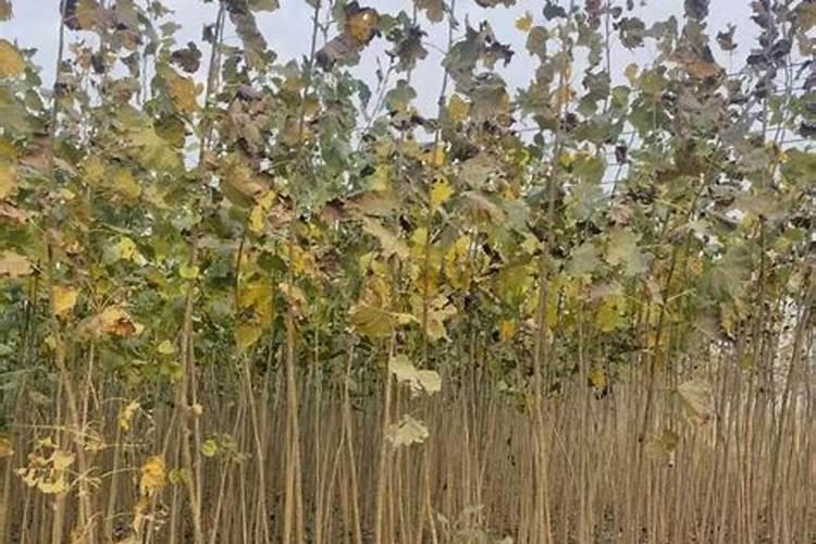 速生杨树用什么肥料长得快