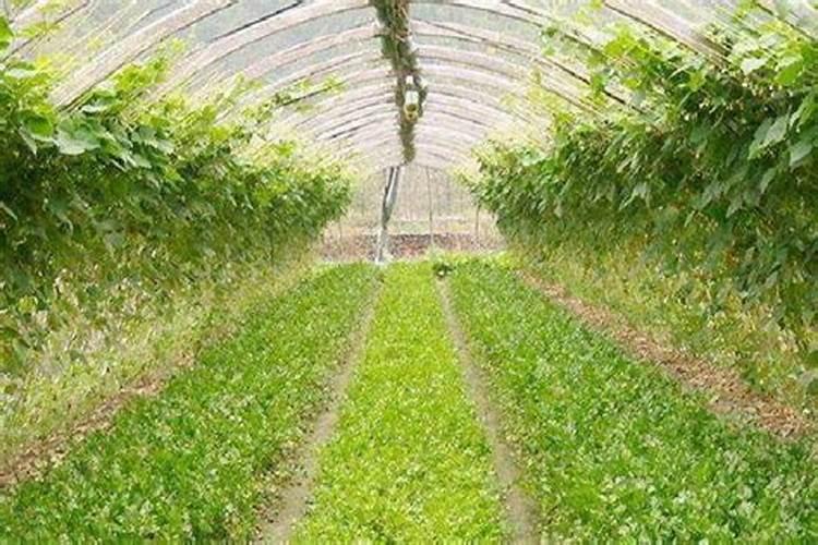 阿米妙收可以同芸苔素混用吗？