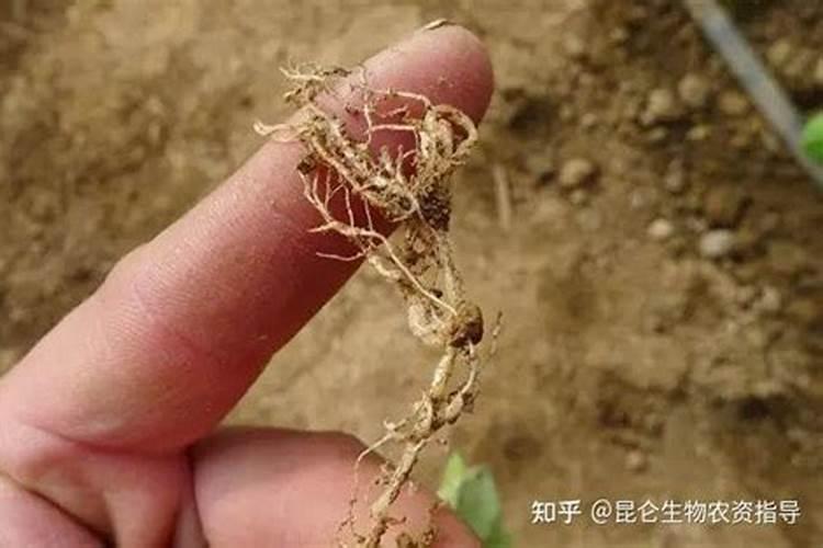 亚磷酸钾控旺用多少