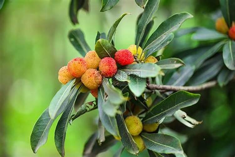 芸苔素锌硼二氢钾杨梅树上怎样用法