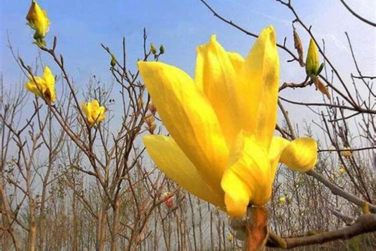 八月份大棚樱桃树可以喂复合肥吗