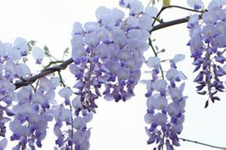 酰胺键和肽键的区别 酰胺基和肽键一样吗