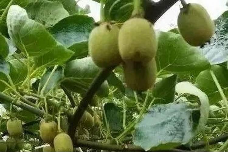 za姬芮护肤品价格表？