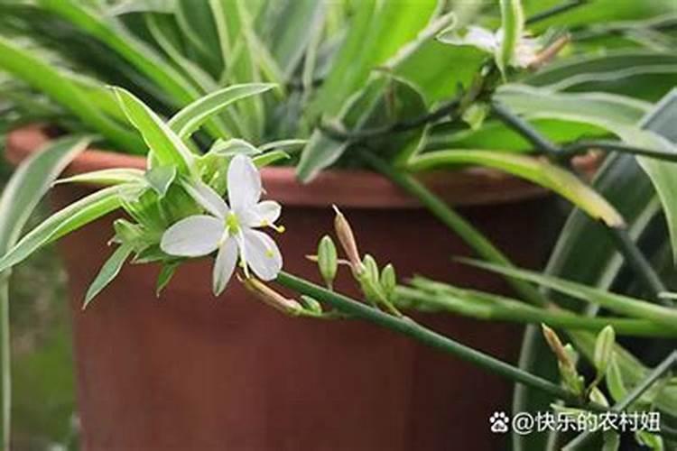 桃树施什么肥好