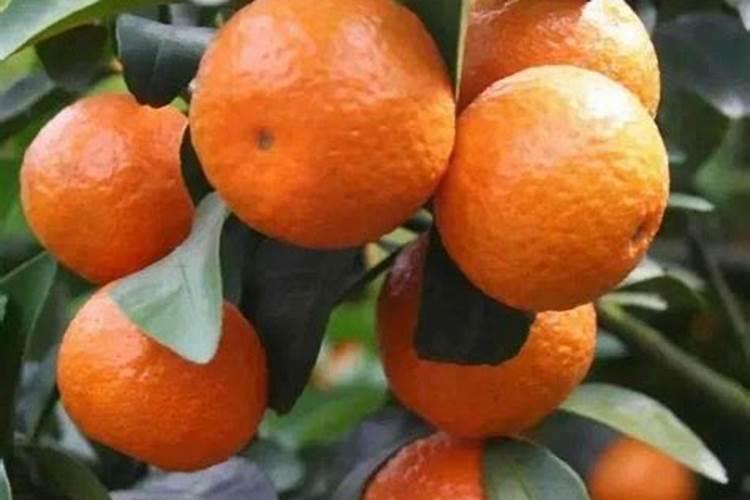 美国世多乐哈维果水溶肥4千克一袋的多少钱？