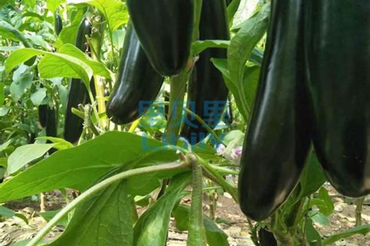 茄子冬天冲什么肥好