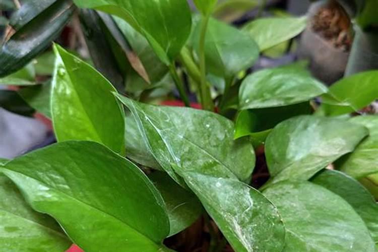 水溶肥和化肥的区别