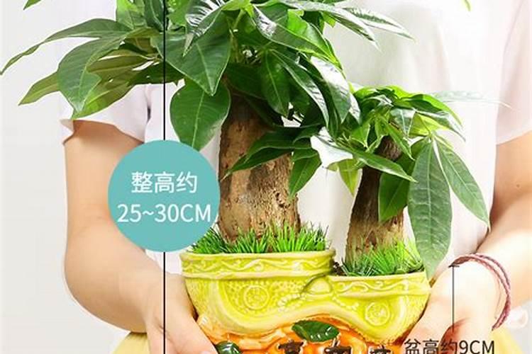 观叶植物用什么叶面肥怎么施？