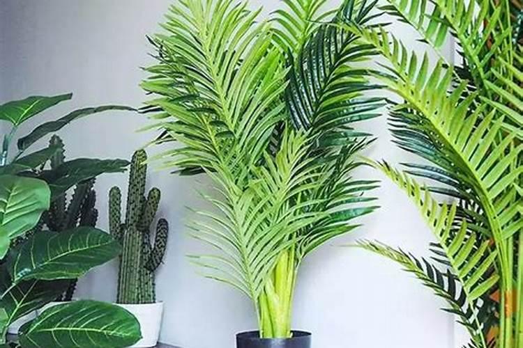 观叶植物叶面肥用磷酸二氢钾行吗