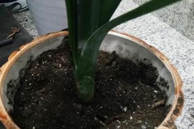 硝酸铵钙在果树上使用方法及注意事项